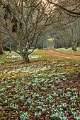 THENFORD ARBORETUM , NORTHAMPTONSHIRE: WOODLAND, FEBRUARY, TREES, SNOWDROPS, DRIFTS, CARPETS, BULBS, PATHS