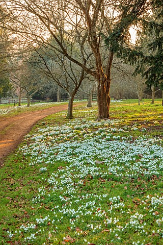 THENFORD_ARBORETUM__NORTHAMPTONSHIRE_WOODLAND_FEBRUARY_TREES_SNOWDROPS_DRIFTS_CARPETS_BULBS_PATHS