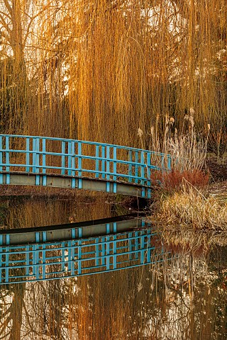 THENFORD_ARBORETUM__NORTHAMPTONSHIRE_LAKE_WOODLAND_BLUE_WOODEN_BRIDGE_WEEPING_WILLOW_REFLECTIONS_REF