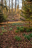 EVENLEY WOOD GARDEN, NORTHAMPTONSHIRE: TREES, WOODLAND, DAFFODILS, ABIES CILICICA, GALANTHUS ATKINSII