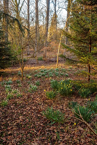EVENLEY_WOOD_GARDEN_NORTHAMPTONSHIRE_TREES_WOODLAND_DAFFODILS_ABIES_CILICICA_GALANTHUS_ATKINSII