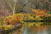 RHS GARDEN WISLEY, SURREY: THE LAKE IN FEBRUARY, WINTER, REFLECTIONS, WITCH HAZEL, TWISTYED STEMS OF WILLOW, SALIX ALBA GOLDEN NESS, BIRCH, WATER, POOL, POND