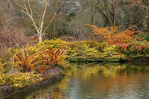 RHS_GARDEN_WISLEY_SURREY_THE_LAKE_IN_FEBRUARY_WINTER_REFLECTIONS_WITCH_HAZEL_TWISTYED_STEMS_OF_WILLO