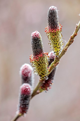 CLOSE_UP_PLANT_PORTRAIT_OF_THE_CATKINS_OF_SALIX_GRACILISTYLA_MOUNT_ASO_PUSSY_WILLOW_WILLOWS_FLOWERS_