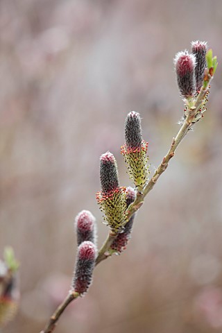 CLOSE_UP_PLANT_PORTRAIT_OF_THE_CATKINS_OF_SALIX_GRACILISTYLA_MOUNT_ASO_PUSSY_WILLOW_WILLOWS_FLOWERS_