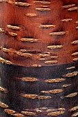 RHS GARDEN WISLEY, SURREY: CLOSE UP ABSTRACT IMAGE OF BARK, TRUNK OF CHERRY TREE, PRUNUS RUFA, CHERRIES