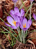 RHS GARDEN WISLEY, SURREY: BLUE, PURPLE FLOWERS, BLOOMS OF CROCUS TOMASINIANUS, BULBS, FEBRUARY, WINTER