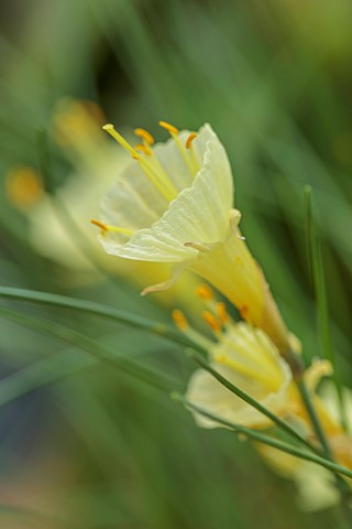 RHS_GARDEN_WISLEY_SURREY_YELLOW_FLOWERS_OF_NARCISSUS_NYLON_GROUP_BULBS_ALPINES_FEBRUARY_WINTER