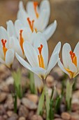 RHS GARDEN WISLEY, SURREY: WHITE FLOWERS OF CROCUS VERNUS, BULBS, ALPINES, FEBRUARY, WINTER