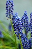 RHS GARDEN WISLEY, SURREY: BLUE FLOWERS OF MUSCARI, BULBS, ALPINES