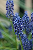 RHS GARDEN WISLEY, SURREY: BLUE FLOWERS OF MUSCARI, BULBS, ALPINES