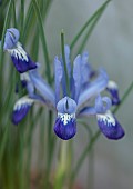 RHS GARDEN WISLEY, SURREY: BLUE, WHITE FLOWERS OF MINIATURE IRIS CLAIRETTE, BULBS, ALPINES