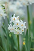 RHS GARDEN WISLEY, SURREY: WHITE, CREAM FLOWERS OF NARCISSUS PAPYRACEUS, ALPINES, BULBS, DAFFODILS