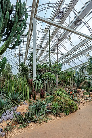RHS_GARDEN_WISLEY_SURREY_CACTUS_AND_SUCCULENTS_IN_THE_GLASS_HOUSE_WINTER_FEBRUARY
