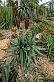 RHS GARDEN WISLEY, SURREY: CACTUS AND SUCCULENTS IN THE GLASS HOUSE, WINTER, FEBRUARY, ALOE PETRICOLA, STONE ALOE