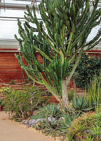 RHS_GARDEN_WISLEY_SURREY_CACTUS_AND_SUCCULENTS_IN_THE_GLASS_HOUSE_WINTER_FEBRUARY