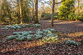 EVENLEY WOOD GARDEN, NORTHAMPTONSHIRE: SNOWDROPS GROWING IN THE WOODLAND, FEBRUARY, BULBS, DRIFTS, WHITE FLOWERS