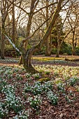 EVENLEY WOOD GARDEN, NORTHAMPTONSHIRE: SNOWDROPS GROWING IN THE WOODLAND, FEBRUARY, BULBS, DRIFTS, WHITE FLOWERS