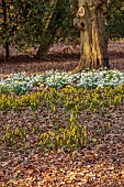 EVENLEY WOOD GARDEN, NORTHAMPTONSHIRE: SNOWDROPS, NARCISSUS CYCLAMINEUS GROWING IN THE WOODLAND, FEBRUARY, BULBS, DRIFTS, WHITE FLOWERS