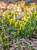 EVENLEY WOOD GARDEN, NORTHAMPTONSHIRE: YELLOW FLOWERS OF NARCISSUS CYCLAMINEUS GROWING IN THE WOODLAND, FEBRUARY, BULBS, DRIFTS