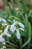 EVENLEY WOOD GARDEN, NORTHAMPTONSHIRE: WHITE FLOWERS OF SNOWDROP, GALANTHUS MAGNET, BULBS, WINTER, FEBRUARY