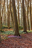 EVENLEY WOOD GARDEN, NORTHAMPTONSHIRE: WOODLAND WITH TREES, CYCLAMEN AND SNOWDROPS, WINTER, FEBRUARY, BULBS