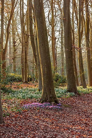 EVENLEY_WOOD_GARDEN_NORTHAMPTONSHIRE_WOODLAND_WITH_TREES_CYCLAMEN_AND_SNOWDROPS_WINTER_FEBRUARY_BULB