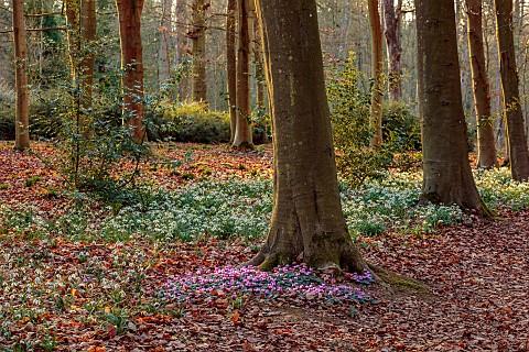 EVENLEY_WOOD_GARDEN_NORTHAMPTONSHIRE_WOODLAND_WITH_TREES_CYCLAMEN_AND_SNOWDROPS_WINTER_FEBRUARY