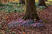 EVENLEY WOOD GARDEN, NORTHAMPTONSHIRE: WOODLAND WITH TREES, CYCLAMEN AND SNOWDROPS, WINTER, FEBRUARY