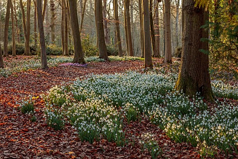 EVENLEY_WOOD_GARDEN_NORTHAMPTONSHIRE_WOODLAND_WITH_TREES_CYCLAMEN_AND_SNOWDROPS_WINTER_FEBRUARY_GALA