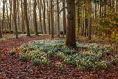 EVENLEY WOOD GARDEN, NORTHAMPTONSHIRE: WOODLAND WITH TREES, CYCLAMEN AND SNOWDROPS, WINTER, FEBRUARY, GALANTHUS S ARNOTT