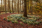 EVENLEY WOOD GARDEN, NORTHAMPTONSHIRE: WOODLAND WITH TREES, CYCLAMEN AND SNOWDROPS, WINTER, FEBRUARY, GALANTHUS S ARNOTT