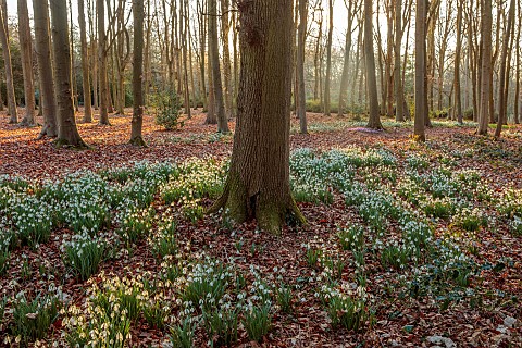 EVENLEY_WOOD_GARDEN_NORTHAMPTONSHIRE_WOODLAND_WITH_TREES_CYCLAMEN_AND_SNOWDROPS_WINTER_FEBRUARY_GALA