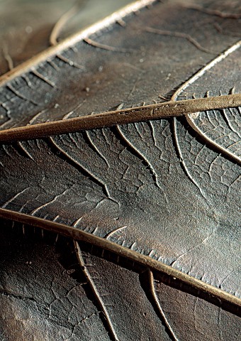 JESS_WHEELER_NORTH_WALES_DEFINED_IMPRESSION_OF_THE_REVERSE_SIDE_OF_A_FIG_LEAF_IN_BRONZE