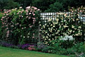ROSES GROWING ON TRELLIS AT MEADOW PLANTS  BERKS. (L TO R) CLAIR MATIN  GARDENIA  FRANCOIS JURANVILLE.