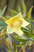 MORTON HALL GARDENS, WORCESTERSHIRE: YELLOW AND PINK SPOTTED HELLEBORE, HELLEBORUS, PERENNIALS, MARCH
