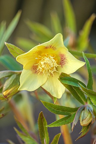 MORTON_HALL_GARDENS_WORCESTERSHIRE_YELLOW_AND_PINK_SPOTTED_HELLEBORE_HELLEBORUS_PERENNIALS_MARCH