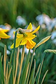 MORTON HALL GARDENS, WORCESTERSHIRE: YELLOW FLOWERS, BLOOMS OF DAFFODILS, NARCISSUS RIJNVELDS EARLY SENSATION, MARCH, SPRING, BULBS