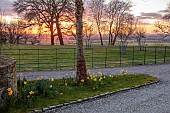 MORTON HALL GARDENS, WORCESTERSHIRE: SUNSET, WEST, TREES, LAWN, BORROWED LANDSCAPE, FENCE, FENCES, FENCING, DAFFODILS