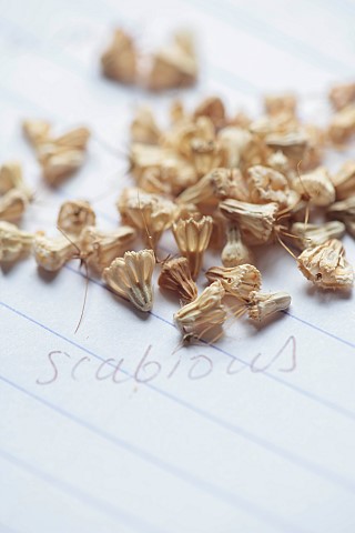 BROWN_FLOWERS_OXFORDSHIRE_ANNA_BROWN_SEEDS_ON_NOTEPAD_BY_WINDOWSILL_SEEDS_OF_SCABIOUS