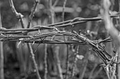 MORTON HALL GARDENS, WORCESTERSHIRE: BLACK AND WHITE, WINTER, CLEMATIS VITICELLA EMILIA PLATER TIED WITH TWINE TO WILLOW SUPPORT