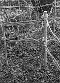 MORTON HALL GARDENS, WORCESTERSHIRE: BLACK AND WHITE, WINTER, CLEMATIS VITICELLA EMILIA PLATER TIED WITH TWINE TO WILLOW AND WOODEN SUPPORT