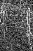 MORTON HALL GARDENS, WORCESTERSHIRE: BLACK AND WHITE, WINTER, CLEMATIS VITICELLA EMILIA PLATER TIED WITH TWINE TO WOODEN SUPPORT