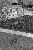 MORTON HALL GARDENS, WORCESTERSHIRE: BLACK AND WHITE, WINTER, CLEMATIS VITICELLA VENOSA VIOLACEA PULLED OUT READY TO BE TIED TO SUPPORT OVER ROSA SUSAN WILLIAMS-ELLIS