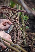 MORTON HALL GARDENS, WORCESTERSHIRE: WINTER, ROSE SUPPORT, ROSA COMTESSE DE SEGUR, CLEMATIS VITICELLA EMILIA PLATER, CUTTING TWINE TO RELEASE CLEMATIS