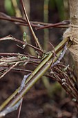 MORTON HALL GARDENS, WORCESTERSHIRE: WINTER, CLEMATIS VITICELLA EMILIA PLATER TIED WITH TWINE TO WILLOW SUPPORT