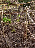 MORTON HALL GARDENS, WORCESTERSHIRE: WINTER, CLEMATIS VITICELLA EMILIA PLATER TIED WITH TWINE TO WILLOW AND WOODEN SUPPORT