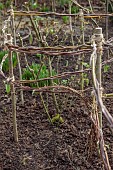 MORTON HALL GARDENS, WORCESTERSHIRE: WINTER, CLEMATIS VITICELLA EMILIA PLATER TIED WITH TWINE TO WILLOW AND WOODEN SUPPORT