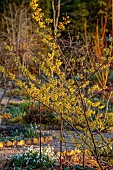 THE PICTON GARDEN AND OLD COURT NURSERIES, WORCESTERSHIRE: DECIDUOUS, WITCH HAZEL, HAMAMELIS X INTERMEDIA ARNOLDS PROMISE, SHRUBS, WINTER, BLOOMS, BLOOMING, SCENTED, FRAGRANT