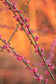THE PICTON GARDEN AND OLD COURT NURSERIES, WORCESTERSHIRE: PINK BLOSSOM, FLOWERS OF APRICOT, PRUNUS MUME BENI CHIDORI, APRICOTS, BRANCHES, TREES, FRUITS, WINTER